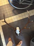 Trophée de Cerf Décoratif, Antiquités & Art, Enlèvement ou Envoi
