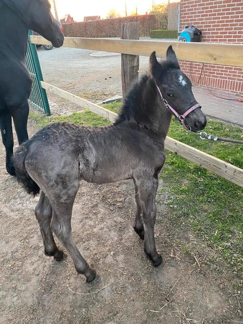 fries hengstenveulen ( storm), Dieren en Toebehoren, Paarden, Hengst, 0 tot 2 jaar