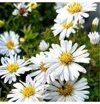 Aster Schneekissen, Tuin en Terras, Ophalen