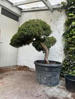Bonsai/vormboom, Tuin en Terras, Ophalen