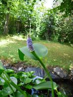 Plantes aquatiques submergées., Ophalen