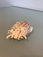 Spondylus schelp, Antiek en Kunst, Curiosa en Brocante, Ophalen of Verzenden