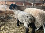 suffolk stamboek ram, Dieren en Toebehoren, Schapen, Geiten en Varkens, Mannelijk, Schaap, 0 tot 2 jaar