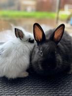 Dwergkonijn. Gratis, Dieren en Toebehoren