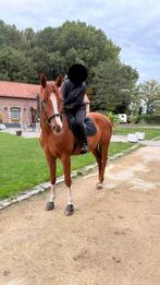 Ruin Volledige paper Selle Luxembourgeois, Dieren en Toebehoren, Paarden, Ruin, L