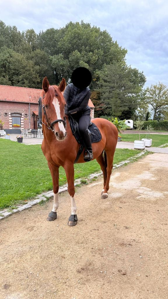 Ruin Volledige paper Selle Luxembourgeois, Dieren en Toebehoren, Paarden, Ruin, L