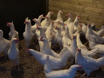 Witte leghorns beschikbaar voor biedingen