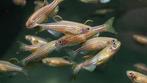 Danio luipaard, Dieren en Toebehoren, Vis, Zoetwatervis, Schoolvis
