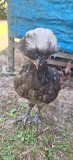 Gratis haantje, Dieren en Toebehoren, Pluimvee, Mannelijk, Kip