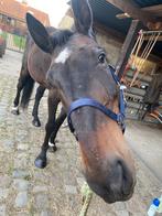 Super lieve ruin ter adoptie, Dieren en Toebehoren, Paarden, 175 cm of meer, Ruin, Zadelmak, Gechipt