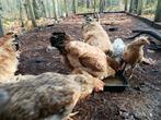 Volledige kippen groep te koop brahma's en kruisingen, Dieren en Toebehoren