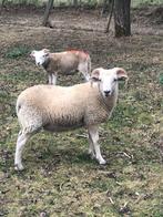 Te koop: schapenram, Dieren en Toebehoren, Mannelijk, Schaap, 0 tot 2 jaar