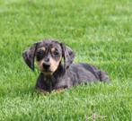Teckel pup Merle korthaar, Dieren en Toebehoren, Honden | Teckels en Dashonden, België, CDV (hondenziekte), 8 tot 15 weken, Korthaar
