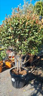 Glansmispel meerstam - Photinia Red Robin, Tuin en Terras, Ophalen