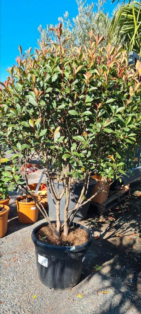 Glansmispel meerstam - Photinia Red Robin, Tuin en Terras, Planten | Bomen, Ophalen