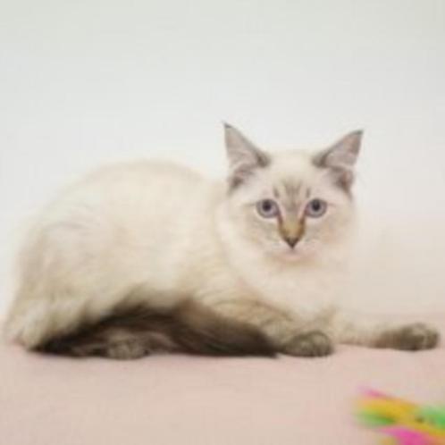 Ragdoll kittens te koop, Dieren en Toebehoren, Katten en Kittens | Raskatten | Langhaar, Meerdere dieren, 0 tot 2 jaar, Gechipt