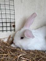 Dwergkonijn, Dieren en Toebehoren, Konijnen