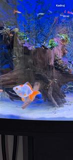 Aquarium kroeskarper, Dieren en Toebehoren