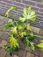 Fatsia japonica ‘Murakumo Nishiki’ - Bontbladige Vingerplant, Tuin en Terras, Planten | Tuinplanten, Ophalen