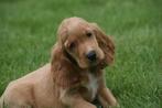 Engelse cocker spaniel pups, CDV (hondenziekte), Meerdere, 8 tot 15 weken, Meerdere dieren