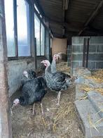 Dindon, Dieren en Toebehoren, Pluimvee, Kalkoen