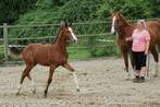 Poulain mâle Extra Z x Querlibet, Springpaard, Gechipt, Niet van toepassing, 0 tot 2 jaar