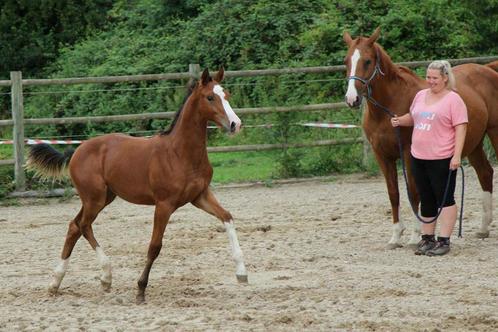 Poulain mâle Extra Z x Querlibet, Dieren en Toebehoren, Paarden, Hengst, Niet van toepassing, 0 tot 2 jaar, Springpaard, Met stamboom