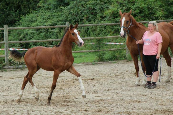 Poulain mâle Extra Z x Querlibet, Dieren en Toebehoren, Paarden, Hengst, Niet van toepassing, 0 tot 2 jaar, Springpaard, Met stamboom