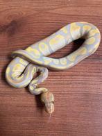 Ball python banana pastel 1.0, Dieren en Toebehoren, Slang, Tam, 0 tot 2 jaar