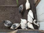Brahma haantjes, Dieren en Toebehoren