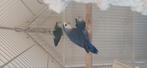 Agapornissen te koop, Dieren en Toebehoren, Meerdere dieren, Dwergpapegaai of Agapornis