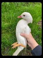 Koppel mandarijneenden, Dieren en Toebehoren, Meerdere dieren, Eend