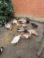 Opvang pluimvee kippen ganzen eenden duiven enz