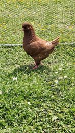 Mooie king duif, Dieren en Toebehoren