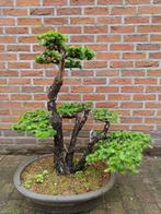 Oude larix bonsai, Enlèvement ou Envoi