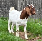 boerbok Boergeit lam, Dieren en Toebehoren, Schapen, Geiten en Varkens, Mannelijk, Geit, 0 tot 2 jaar