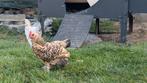 4 hennen te koop, sabelpoot, Dieren en Toebehoren, Pluimvee, Kip
