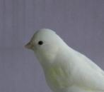 Kanarieman, Dieren en Toebehoren, Vogels | Kanaries