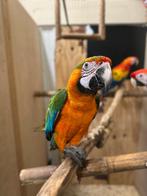 catalina ara, Dieren en Toebehoren, Mannelijk, Papegaai, Geringd