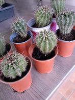 Cactus, Ophalen, Cactus