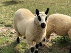 Kerry Hill ooilam te koop, Dieren en Toebehoren, Schapen, Geiten en Varkens, Vrouwelijk, Schaap, 0 tot 2 jaar