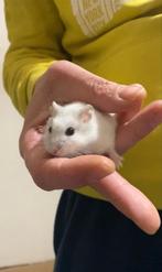 Hamster a donner gratuit sans cage sans nourriture. Mâle, 3-, Animaux & Accessoires, Hamster, Mâle