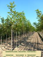 OKKERNOTELAARS VUISTNOTEN, ACTIE !!! HOOGSTAMMEN 25€/stuk, Ophalen, Lente, Volle zon, Walnotenboom