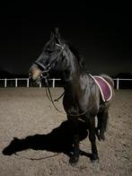 Verzorg paard gezocht, Animaux & Accessoires, Chevaux