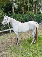 2,5-jarige merrie te koop, Dieren en Toebehoren, Niet van toepassing, 3 tot 6 jaar, Recreatiepony, Merrie