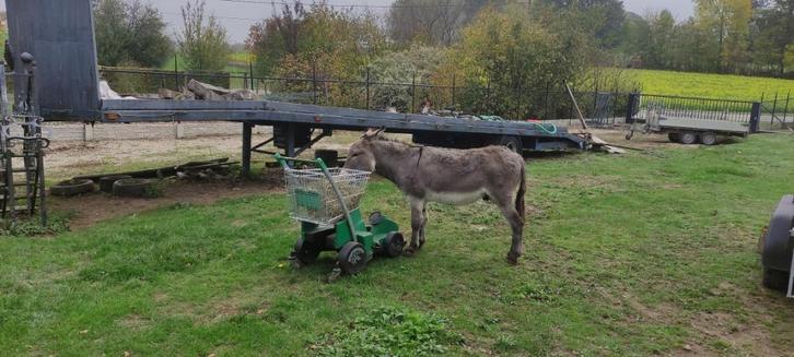 Ezel hengst, Dieren en Toebehoren, Paarden en Pony's | Dekhengsten en Fokmerries, Hengst