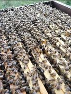Colonies d'abeilles Buckfast, Mei
