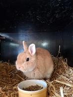 Koppel gele kleurdwergjes, Meerdere dieren, Dwerg, 0 tot 2 jaar