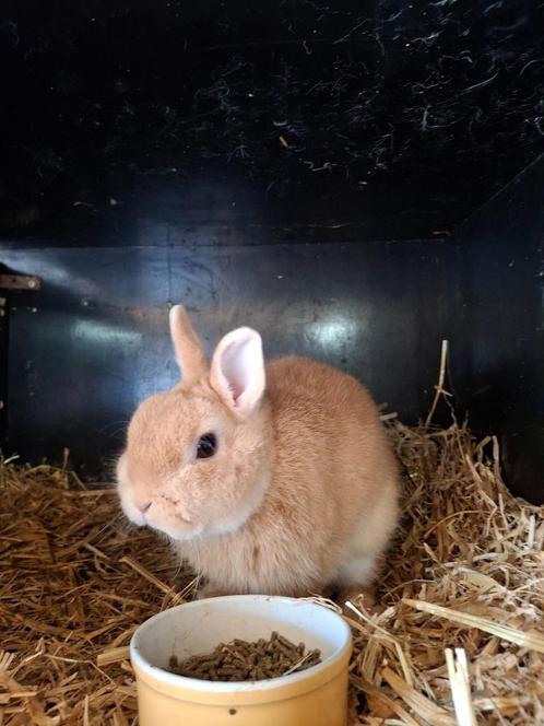 Koppel gele kleurdwergjes, Dieren en Toebehoren, Konijnen, Dwerg, Meerdere dieren, 0 tot 2 jaar
