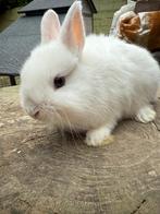Lief dwerg konijntje, Dieren en Toebehoren, Konijnen, Dwerg